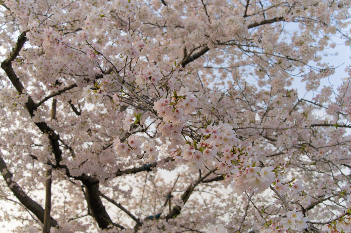 spring in wuhan
