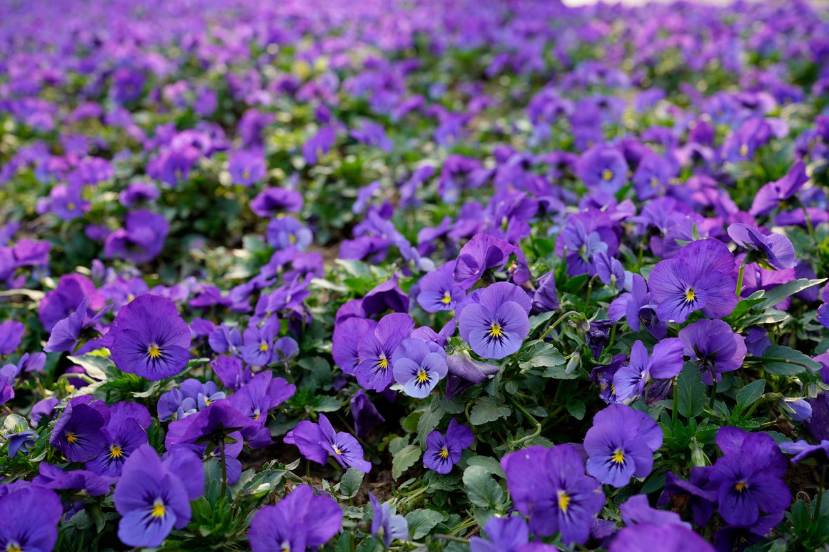 spring in wuhan