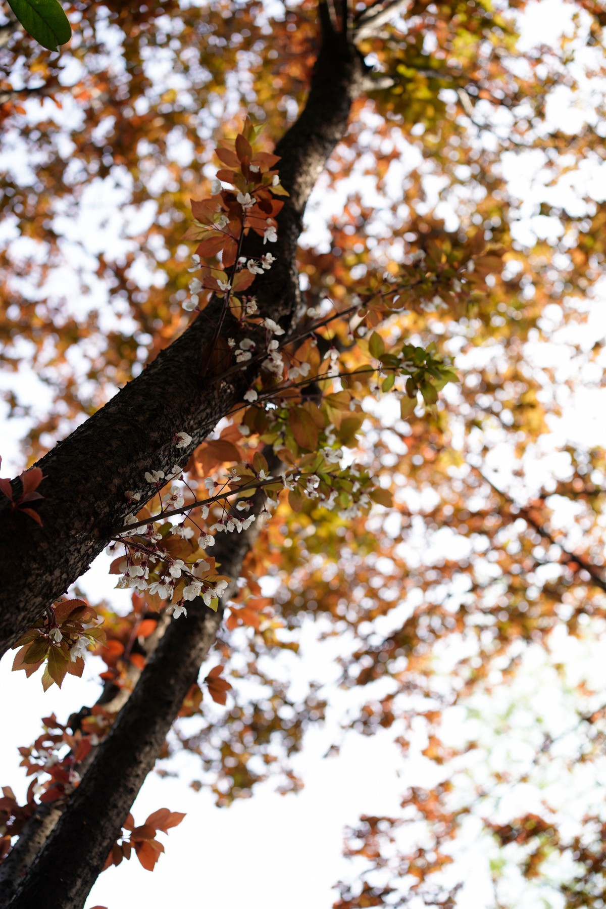 spring in wuhan