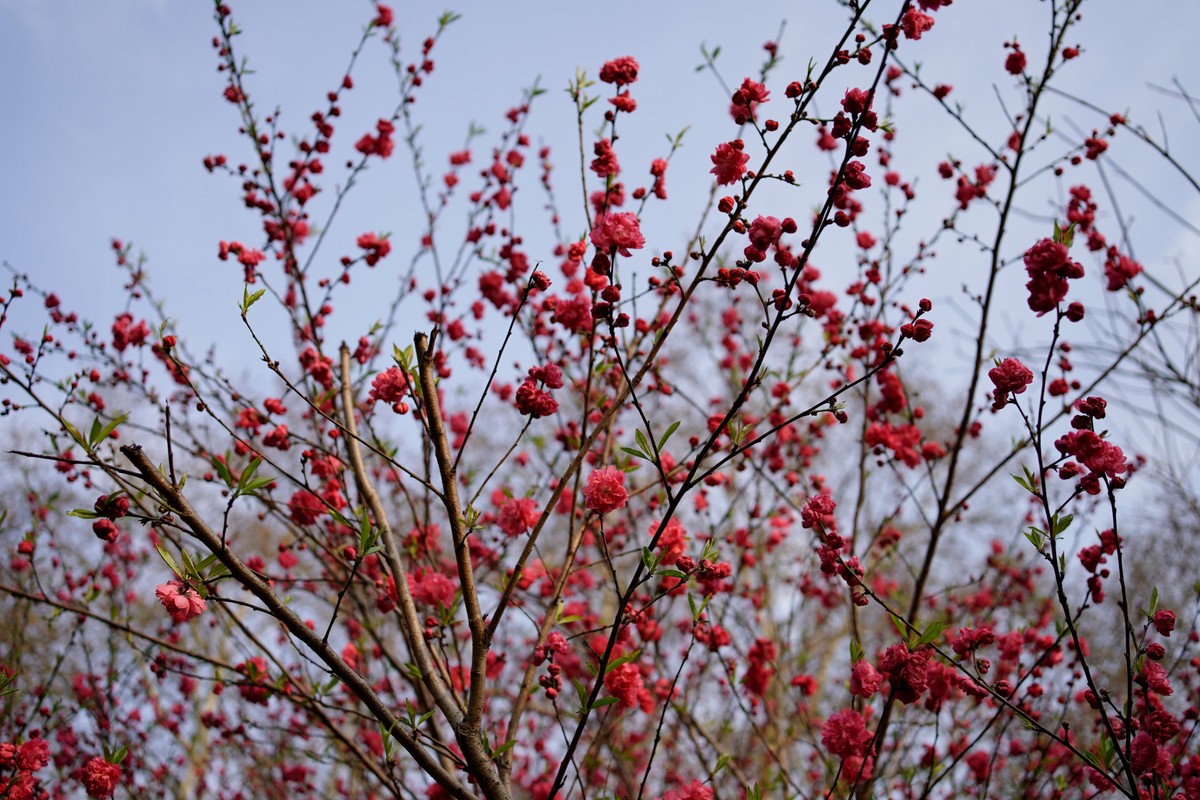 spring in wuhan