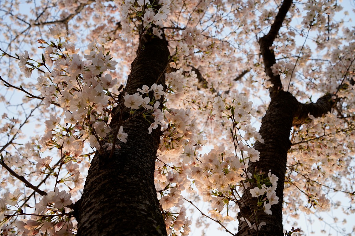 spring in wuhan